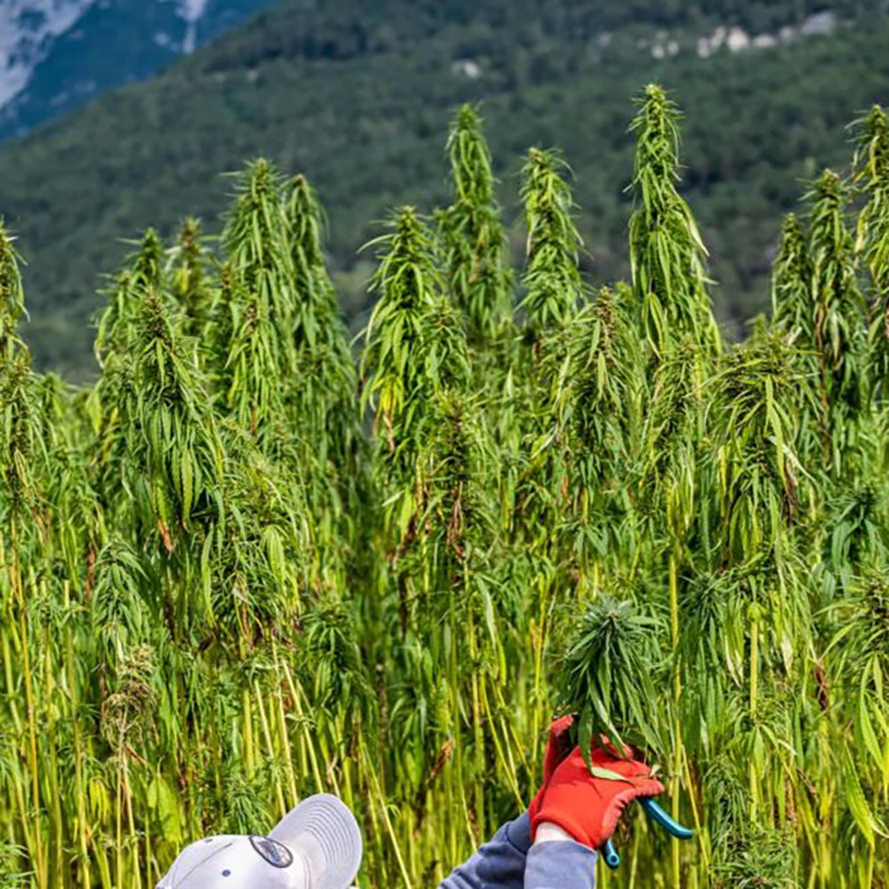Hanfblüten & Hanfblätter